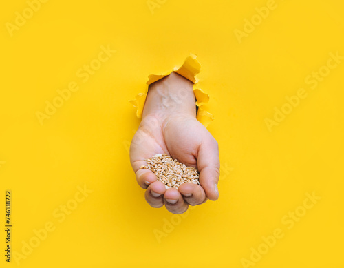 The wheat in the left hand is pushed through a torn hole in the yellow paper. The concept of agricultural exports to the European Union and the blockade by Polish farmers.