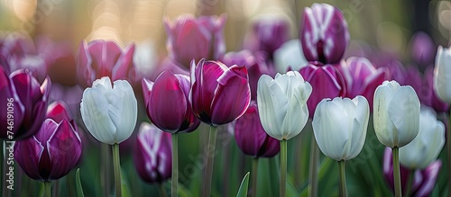 A cluster of vibrant purple and white tulip flowers bloom abundantly in a picturesque field, creating a stunning sight of natures beauty.