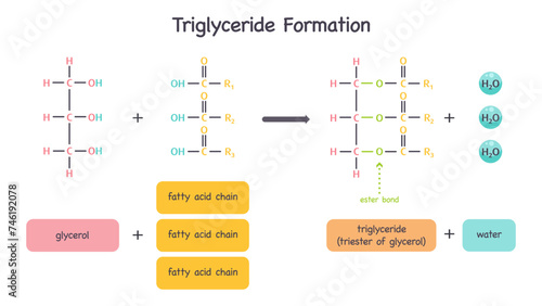 Formation of triglycerides from glycerol and fatty acids science vector illustration graphic diagram