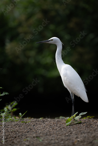  one white great egret standing in the water, dark background photo
