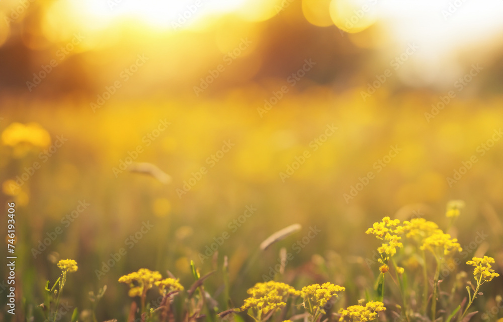 Summer Meadow Under Sunny Blue Sky with Yellow Flowers Blooming in a Vibrant Field of Nature's Beauty