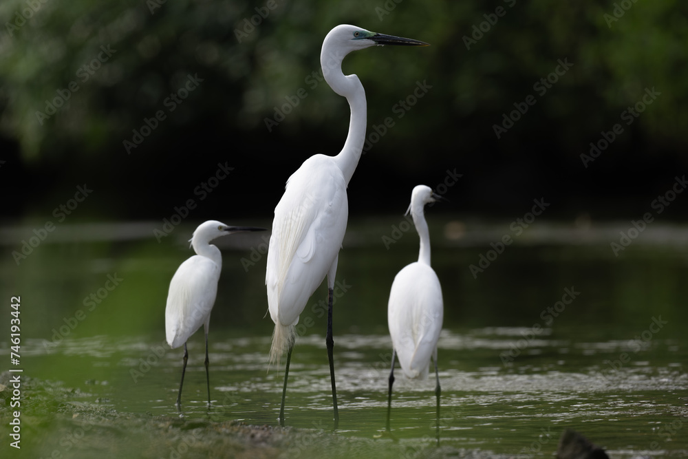 Obraz premium Three white great egrets standing side by side in the water