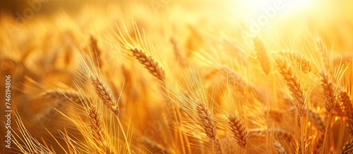 This photo showcases a close-up view of a vibrant field of wheat  its lush golden stalks shining brightly in the warm summer sun.