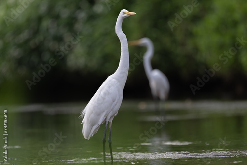 Two interlaced great egrets standing in the water, dark background