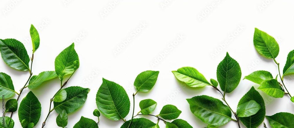 A collection of bright green leaves displayed on a white background, providing ample space for text.