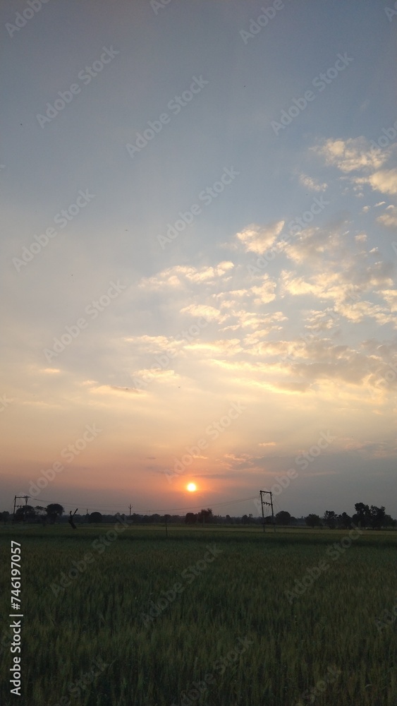 sunset over the field