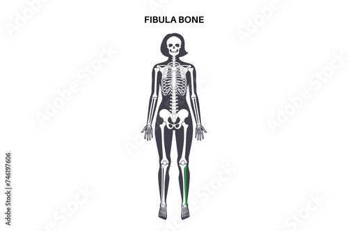 Fibula bone anatomy