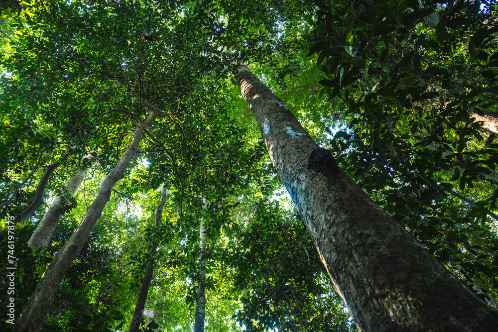 Fototapeta premium Earth Day eco concept with tropical forest background, natural forestation preservation scene with canopy tree in the wild, concept on sustainability and environmental renewable