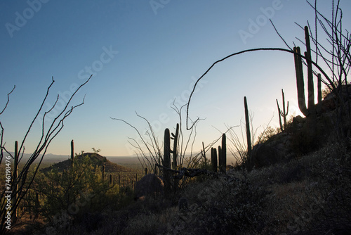 The sonoran desert in late day