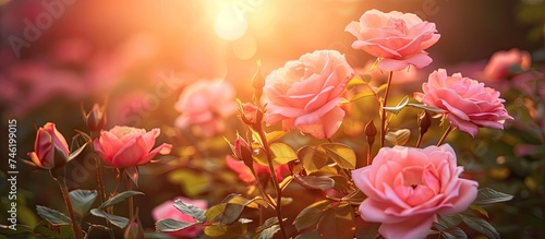 A cluster of pink roses in full bloom in a garden illuminated by the soft light of the morning sun. The vibrant flowers stand out against lush green foliage, adding a pop of color to the serene © 2rogan