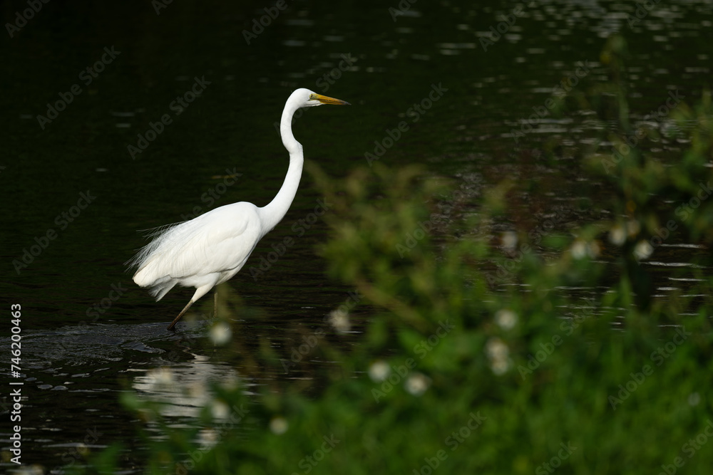 one white great egret standing in the water, dark background one white great egret standing in the water, dark background