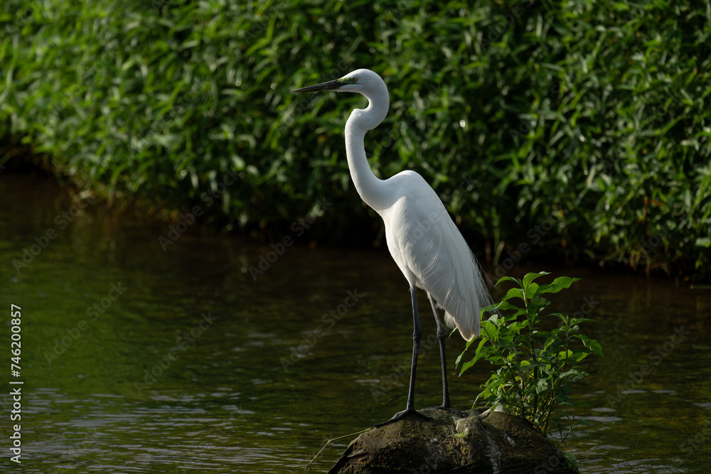 Fototapeta premium one white great egret standing in the river, dark background
