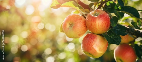 A cluster of glistening tasty apples hanging from a limb in an apple orchard.