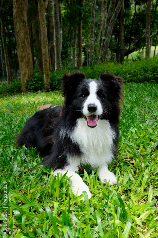 A happy Border Collie dog resting in a grassy field