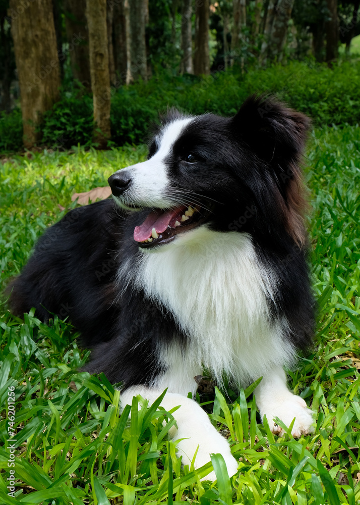 A Border Collie dog resting in a grassy field