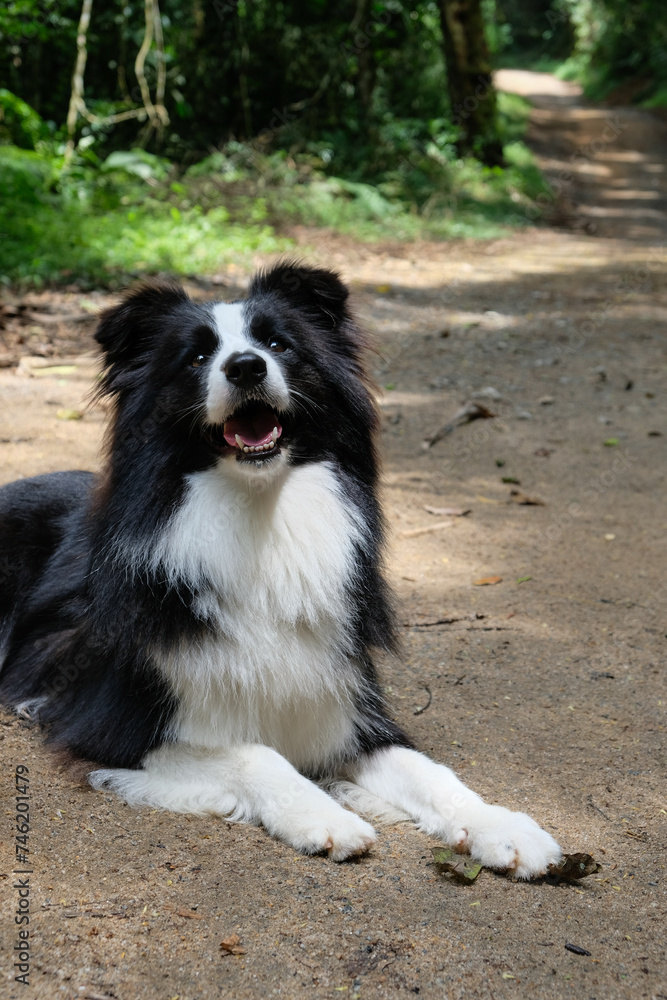 Border Collie lying down on a trail Border Collie lying down on a trail