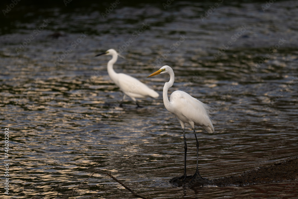 Two white great egrets standing in the water, dark background Two white great egrets standing in the water, dark background