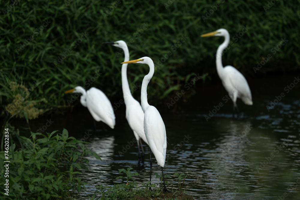 Obraz premium A group of egrets resting in the river
