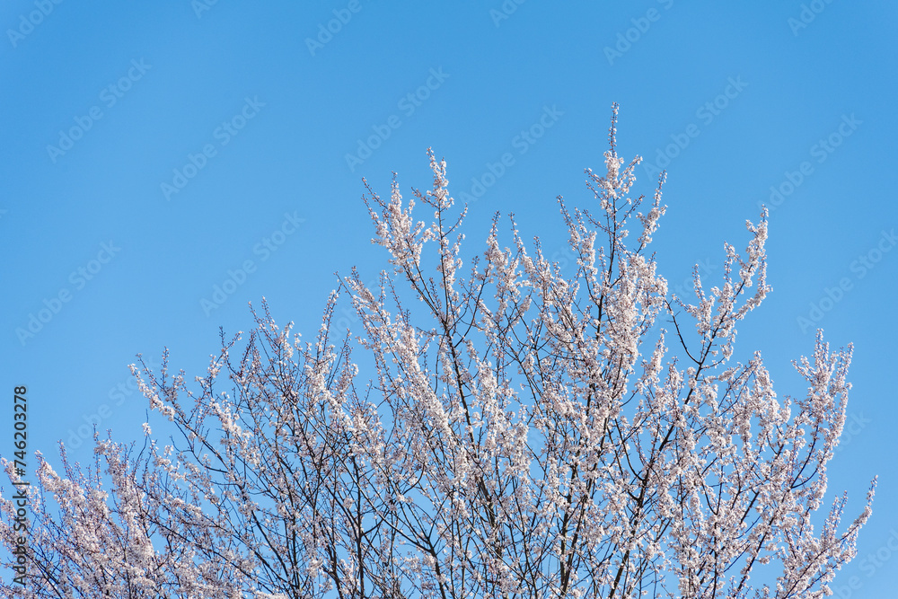 Ornamental cherry blossom tree top, pale pink flowers blooming against a sunny blue sky
