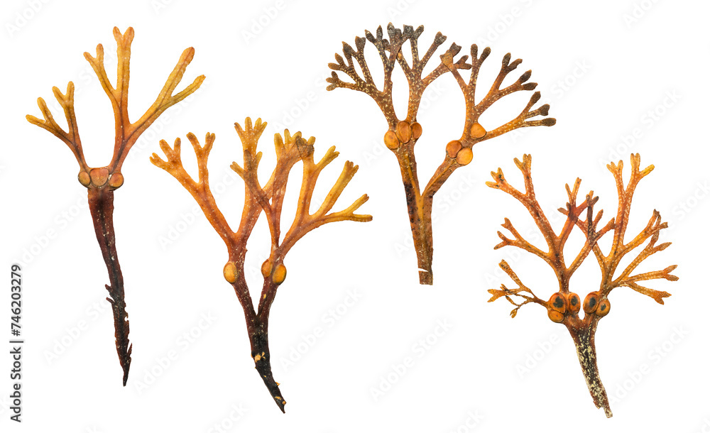 dry /dried kelp, edible seaweed plant leaves isolated over a
