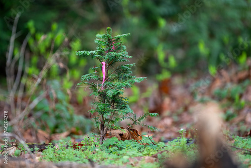 Small new evergreen tree planted as part of a city park forest restoration program, pink flag marking location in a winter woodland landscape  © knelson20