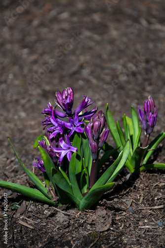 Vibrant purple hyacinth flowers blooming in a freshly mulched garden, signs of spring on a sunny winter day 