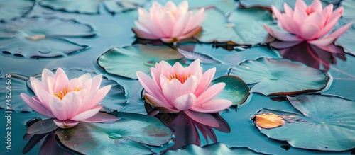 A cluster of pink water lilies gracefully floating on the surface of a pond, their vibrant petals contrasting against the calm waters. The lilies stand out, creating a striking visual in the tranquil