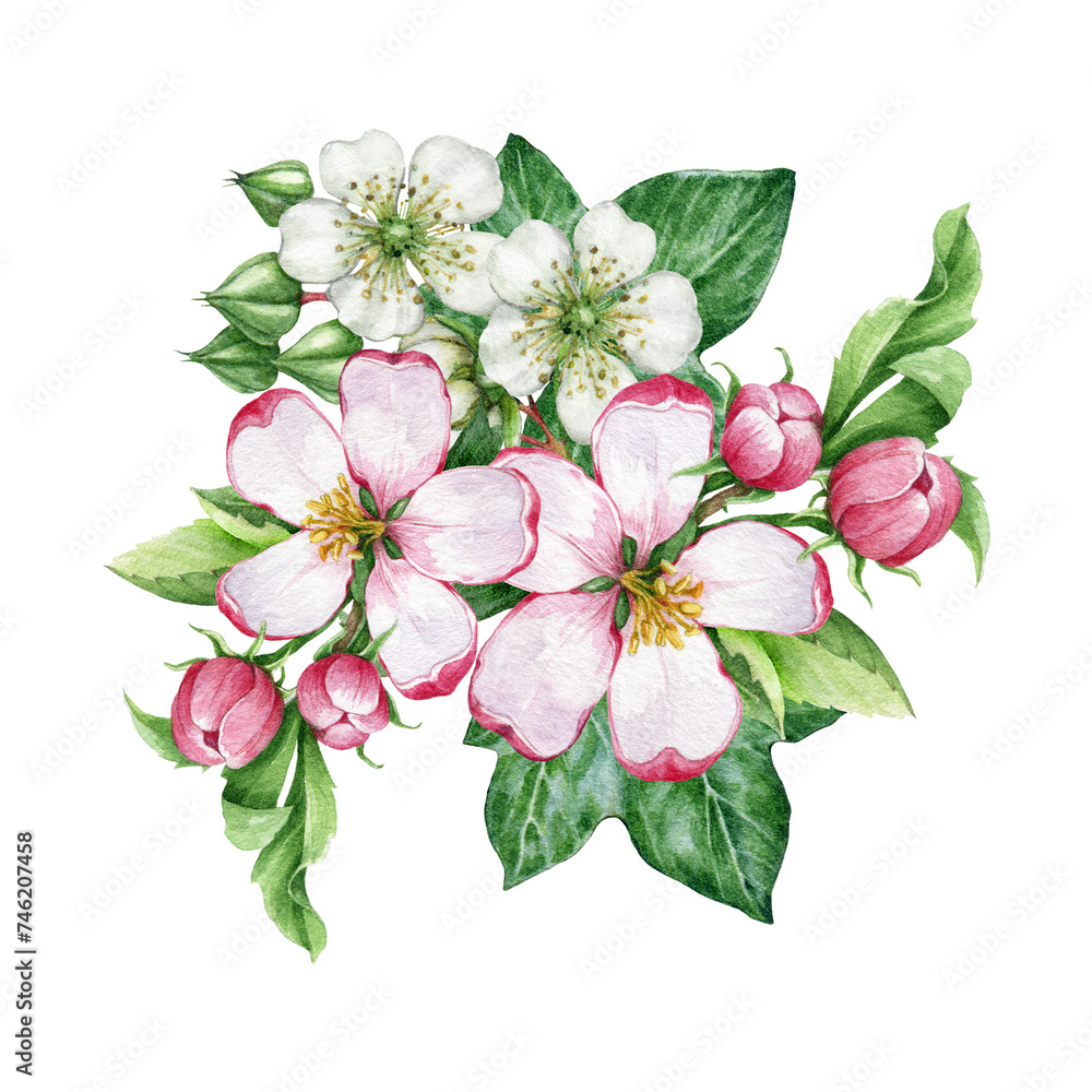 Spring flower blossoms decor watercolor illustration. Hand drawn apple tree and garden raspberry flowers with ivy leaves. Springtime tender lush floral decoration element. White background