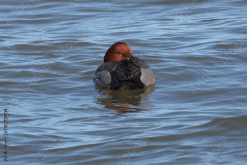 Red head ducks during spring migration on Presquile Bay in Lake Ontario in February photo