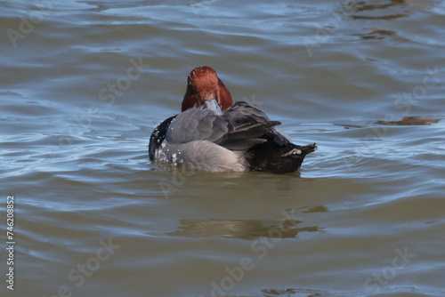 Red head ducks during spring migration on Presquile Bay in Lake Ontario in February photo