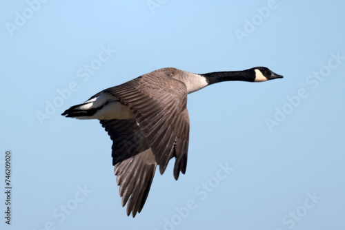 Canada goose flying over Lake Ontario late winter
