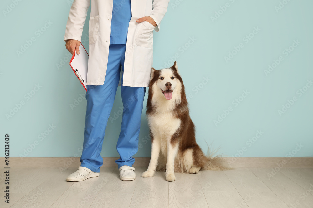Veterinarian with cute Husky dog near blue wall Veterinarian with cute Husky dog near blue wall