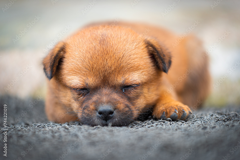 a Cute puppy sleeping on the ground
a Cute puppy sleeping on the ground