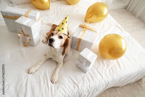 Cute Beagle dog in party ha...