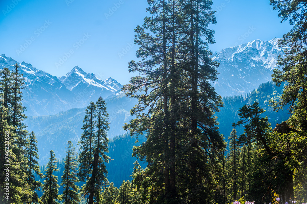 Pine trees and sky.  Spring rhododendrons and Himalayan peaks. View of Majestic Himalayan mountains in Parvati Valley, Himachal Pradesh, India.	