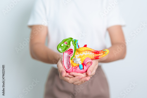 Woman holding human Pancreatitis anatomy model with Pancreas, Gallbladder, Bile Duct, Duodenum, Small intestine. Pancreatic cancer, Acute and Chronic pancreatitis,  Digestive system and Health concept photo