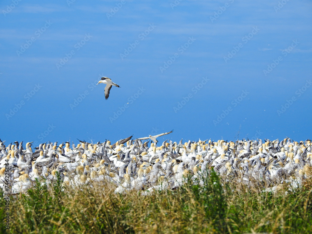 Fototapeta premium Australasian Gannet Flying Over Colony