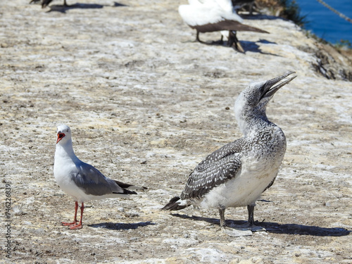 Juvenile Australasian Gannet and Red-billed Gull