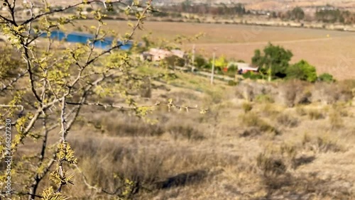 Valle del Limarí, Ovalle. Chile  photo