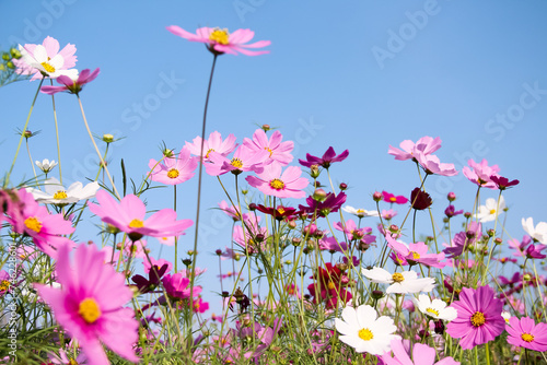 Pink cosmos bipinnatus flower field blooming on bright blue sky background
