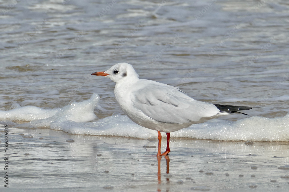 Portrait of a seagull on the beach Portrait of a seagull on the beach