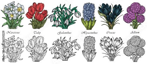 Hand drawn vector set with engraved illustrations of spring flowers - crocus, tulip, narcissus, galanthus, hyacinthus, allium photo