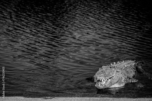 Saltwater crocodile sunning on the boat dock at the Flamingo Marina of the Everglades National Park