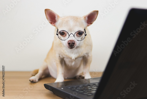 brown short hair chihuahua dog wearing eyeglasses sitting on wooden floor with computer notebook working and looking at computer screen.