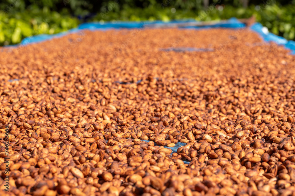 Cocoa beans and cocoa pod on a wooden surface. Cocoa beans and cocoa pod on a wooden surface.