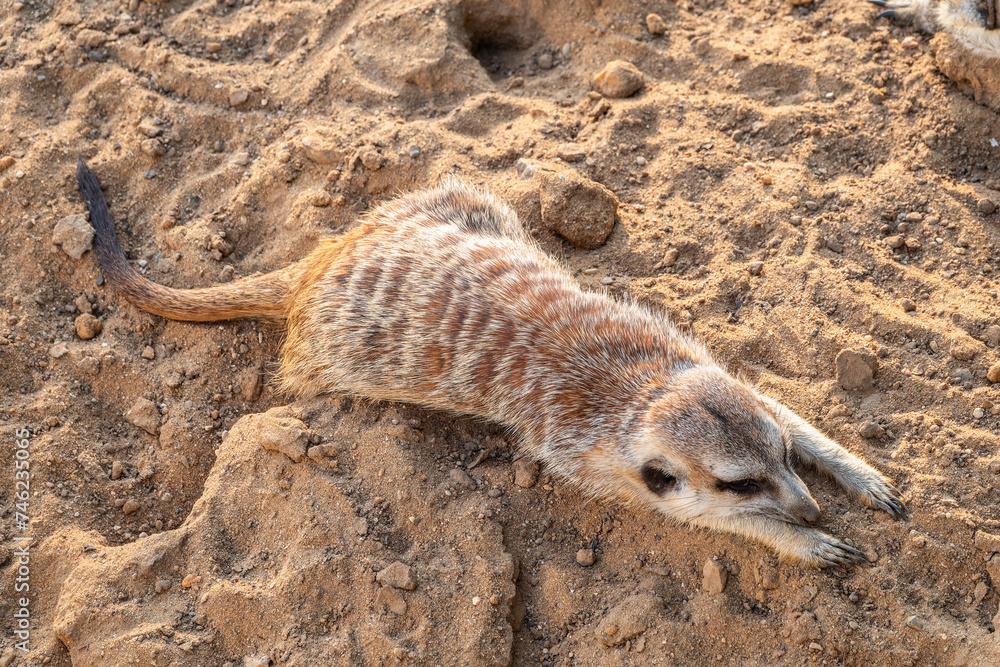 Obraz premium Meerkat suricatta family wildlife picture.
