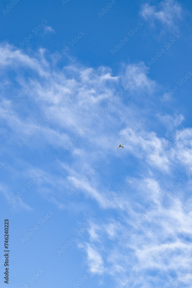 Flying bird with white wings against a blue sky with white clouds on a spring evening near Potzbach, Germany. Flying bird with white wings against a blue sky with white clouds on a spring evening near Potzbach, Germany.