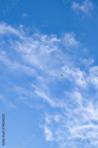 Flying bird with white wings against a blue sky with white clouds on a spring evening near Potzbach, Germany.