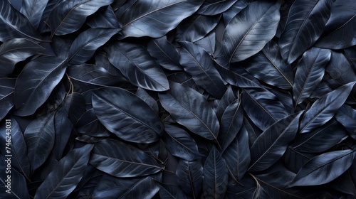 Textures of black leaves for tropical leaf background.