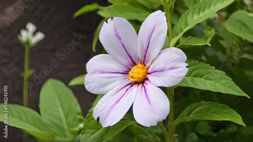 pink and purple flower